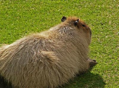 u38/milholland_l/medium/40264321.Capybara.jpg
