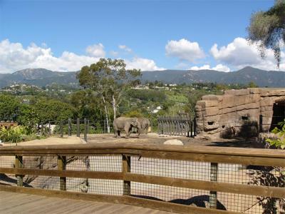 Elephants