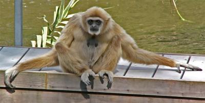 Gibbon on Bridge