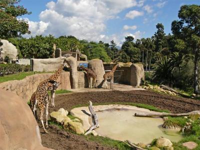 Giraffe Habitat