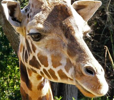 Friendly Giraffe