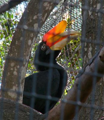 Great Hornbill
