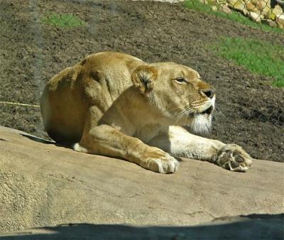 Roaring Lion