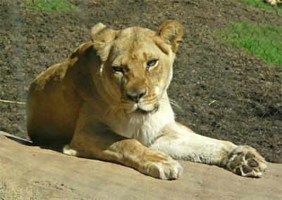 Resting in the Sun