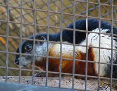Prevost Squirrel