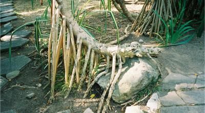 Elephant tree, Hemingways House