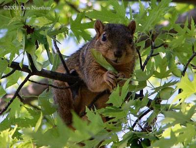 1445-squirrel.jpg