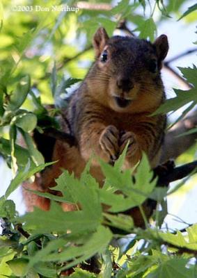 1467-great-squirrels.jpg