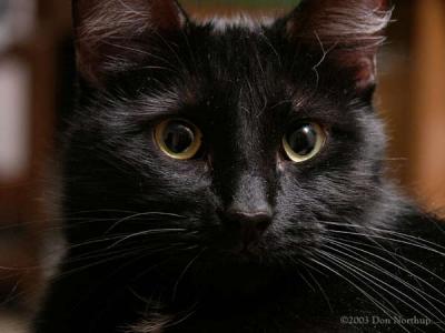 776-black-cats.jpg