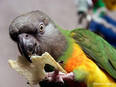 1271-parrot-african-moochie.jpg