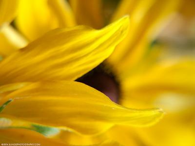 5183-yellow-flora.jpg