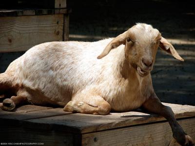 5499-goat.jpg