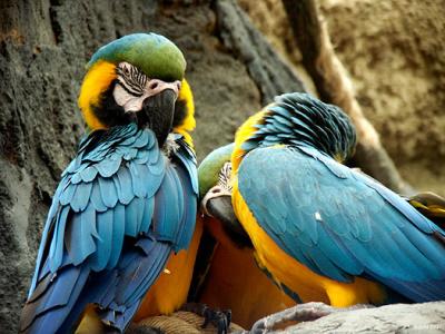 5614-vilas-macaws.jpg