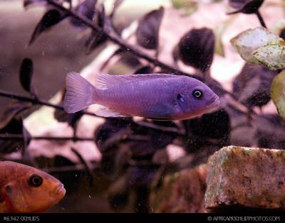6343 fish image stock.jpg