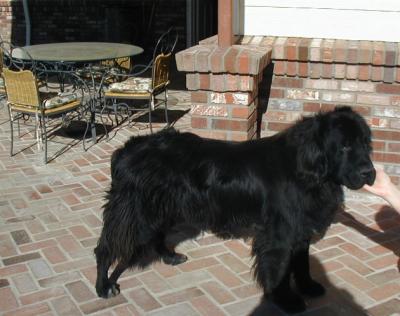 My friends Newfoundland...such a beautiful breed and so gentle!