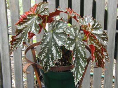 Begonia CatherineToo