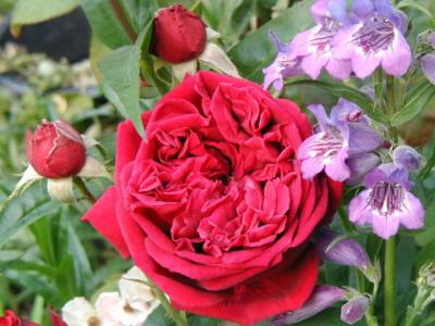 The Squire Rose with purple  Penstemon