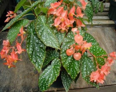 Begonia PeachParfeit