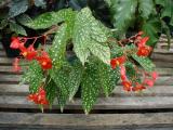 Begonia California Dreamin