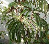 Begonia luxurians