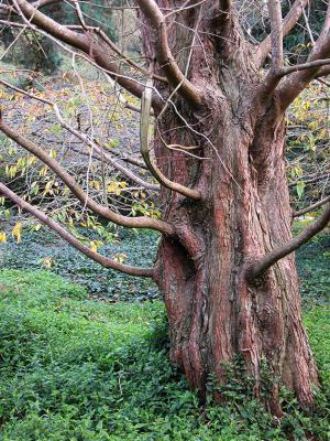 Folded Trunk