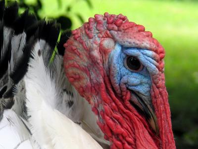 Turkey Closeup