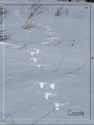 Coyote Tracks!!