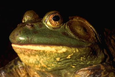 Froggy portrait