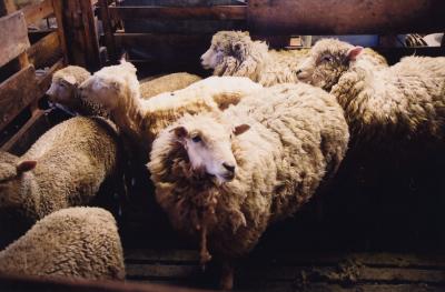 Chile Sheep