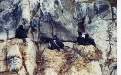 Beagle Channel