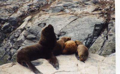 Beagle Channel