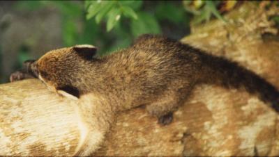 Coati