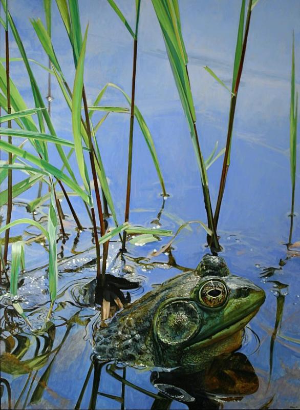 1. Bullfrog 39 x 29