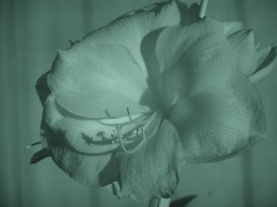 Amaryllis, 87C + Night Shot
