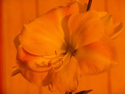 Amaryllis InfraColor