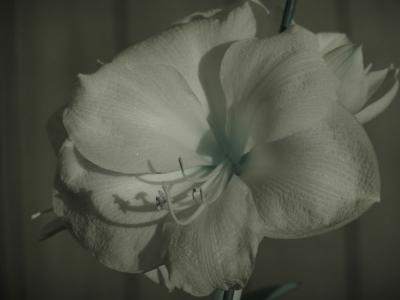 Amaryllis InfraColor in Night Shot