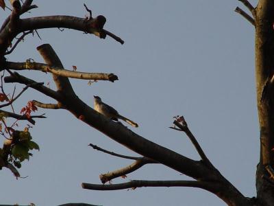 The Mockingbird
