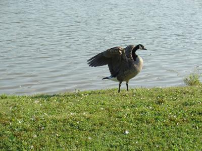 Ruffled Feathers