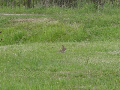 Bunny Hiding