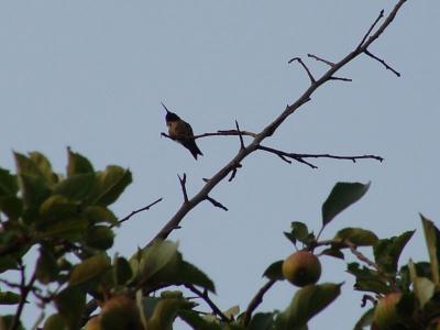 Humming Bird