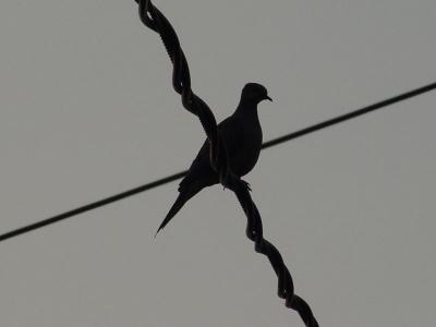 Between the Wires