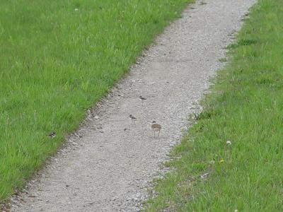 Mama Killdeer Moves Them Down The Road