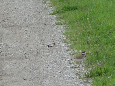 Mama Killdeer's Watching, Too
