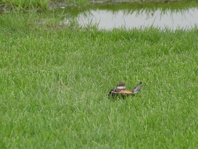 Killdeer Series