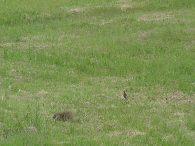 Adventurous Groundhog Series