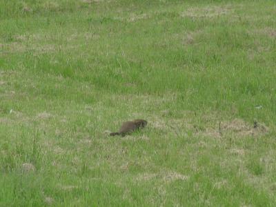 But He Rushes the Bird and it Startles Away