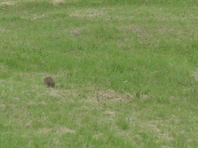Dejected, the Groundhog Wanders Off
