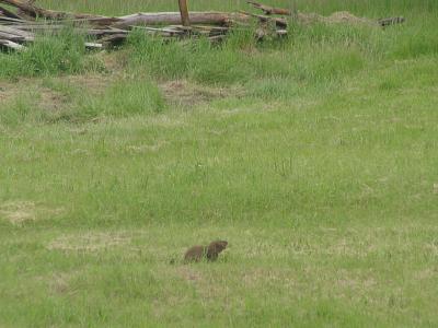 So He Heads Back to His Den