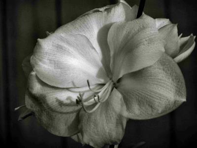 Black & White