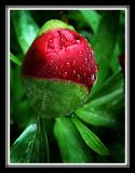 Popping peony (3469)